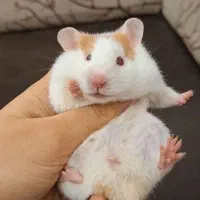 همستر حنایی تربیت شده با لوازم|موش و خرگوش|تهران, جوادیه|دیوار