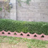 انجام کلیه موارد باغبانی و طراحی سه بعدی|خدمات باغبانی و درختکاری|صومعهسرا, |دیوار