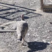 خروس سیاه مرندی و بوقلمون برنز|حیوانات مزرعه|بیرجند, |دیوار