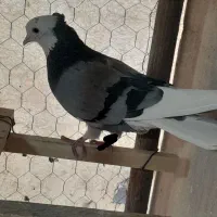 کفتر