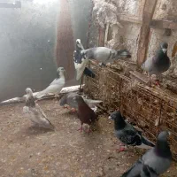 فروش 10عدد کفتر زد و خوردی  شب و روز  به شرط