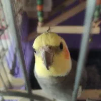 فروشی|پرنده|قزوین, |دیوار