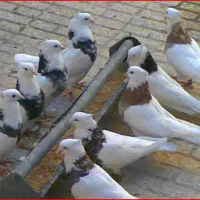 کبوتر طوق سرخ