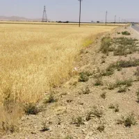 دو هکتار زمین دیم.کنار جاده نرسیده به سایان