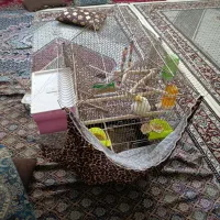 قفس بزرگ برای کاسکو