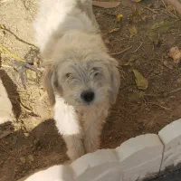 سگ پاکوتاه|سگ|کبودرآهنگ, |دیوار