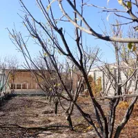 هرس درختان میوه وزینتی|خدمات باغبانی و درختکاری|شهریار, شهریار|دیوار