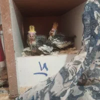 عروس هلندی مولد|پرنده|قم, دانش|دیوار