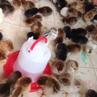 فروش جوجه محلی و مصنوعی