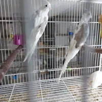 جفت عروس هلند ادرس برازجان