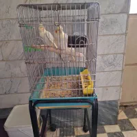 عروس هلندی نر و ماده با قفس و پایه