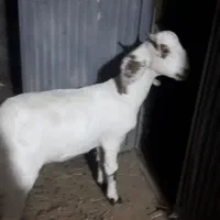 کره ۸ماهه پاکستانی اصل مادر شیری