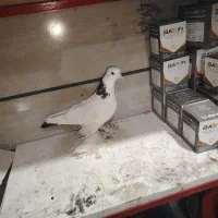 بوینی قرمز تهرانی|پرنده|مرند, |دیوار