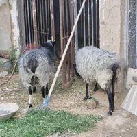 رومانف اصل و خالص|حیوانات مزرعه|کاشان, فین بزرگ|دیوار