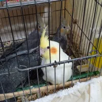 عروس هلندی|پرنده|سردرود, |دیوار