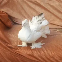 کفتر دم چتری