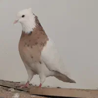 کبوتر طوقی.|پرنده|ابریشم, |دیوار