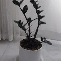 تعدادی گل فروشی مناسب