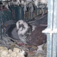 فروش کبوتر معاوضه با قناری|پرنده|قیدار, |دیوار