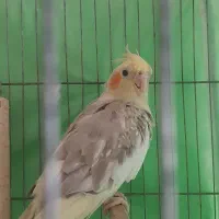 عروس جفت|پرنده|رشت, کوی مهر|دیوار