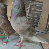 کبوتر|پرنده|سعدآباد, |دیوار