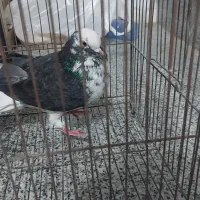 یک جفت کبوتر تهرونی توضیحات بخون معاوزه