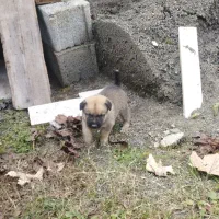 سگ محلی|سگ|اسالم, |دیوار