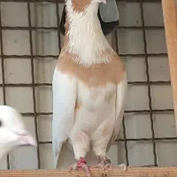 کفتر طوقی ابلق سرخ پوستی