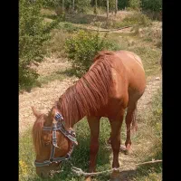 اسب نریان کاری|اسب و تجهیزات اسب‌سواری|گرگان, |دیوار