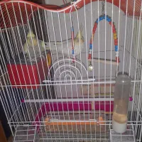 عروس هلندی شیطون