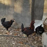 جوجه خروس محلی