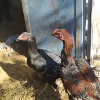 جوجه خروس لاری و مرغ|حیوانات مزرعه|خاش, |دیوار