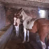 مادیون جوان و کره ماده هشت ماهه