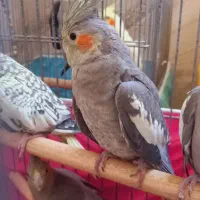 عروس هلندی