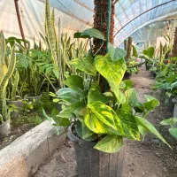 پتوس قیم دار(چماقی)