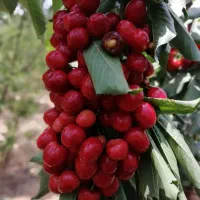 فروش نهال ضمانتی گردو بادام هلو گیلاس زردآلو|خدمات باغبانی و درختکاری|سامان, |دیوار