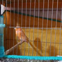 قناری نرمست|پرنده|تهران, نیروی دریایی|دیوار