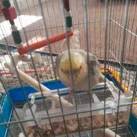 عروس هلندی|پرنده|آشخانه, |دیوار