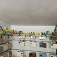 تعداد بالایی جفت مولد مرغ عشق