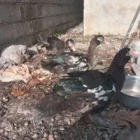 اردک اسرایلی نروماده|حیوانات مزرعه|نوشهر, |دیوار