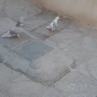 کفتر سالم|پرنده|ساوه, |دیوار