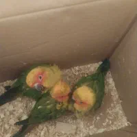 طوطی خورشیدی جوجه سرلاکی