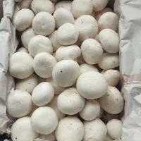 قارچ لوکس درجه یک