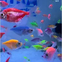 انواع ماهی گیاه خوار آکواریوم