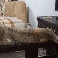 واگزازی گربه