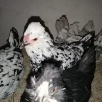 تخم گلین|حیوانات مزرعه|بروجرد, |دیوار