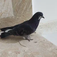 کبوتر پرشی|پرنده|ایرانشهر, |دیوار