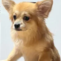 سگ گمشده نژاد پامرین
