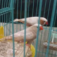 فنج خوش رنگ اهوی