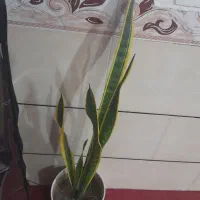 گل اپارتمان|گل و گیاه طبیعی|ملایر, |دیوار